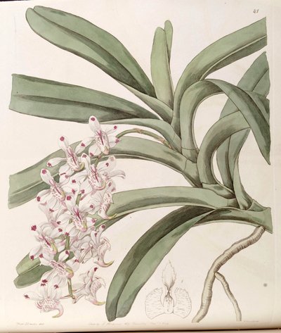 Aerides odoratum von Miss Drake
